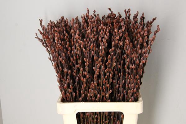 <h4>Salix Snowflake 70cm Brown</h4>