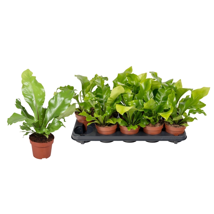 <h4>ASPLE NIDUS</h4>