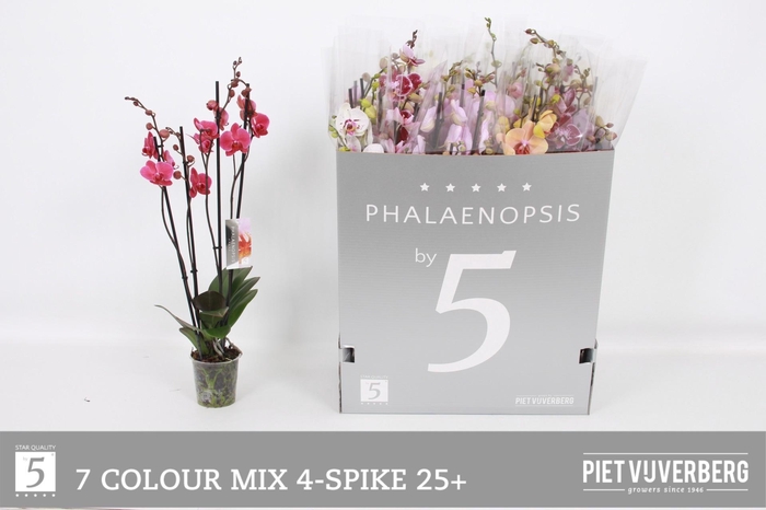 <h4>PHAL GEM 7 KL</h4>