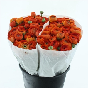 Ran El Dark Orange Extra ( White Paper )