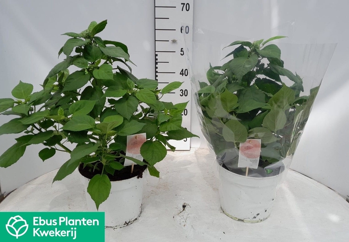 <h4>HIBISCUS M LU WHITE</h4>