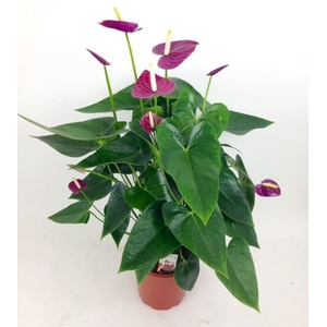 Anthurium andr. 'Violet Heart'