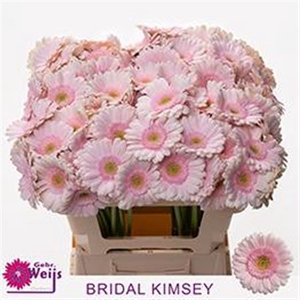 Ge Mi Bridal Kimsey