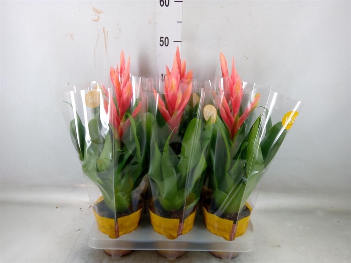 <h4>Tillandsia  'Ziva'</h4>