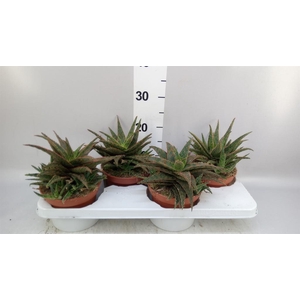 Aloe   ...