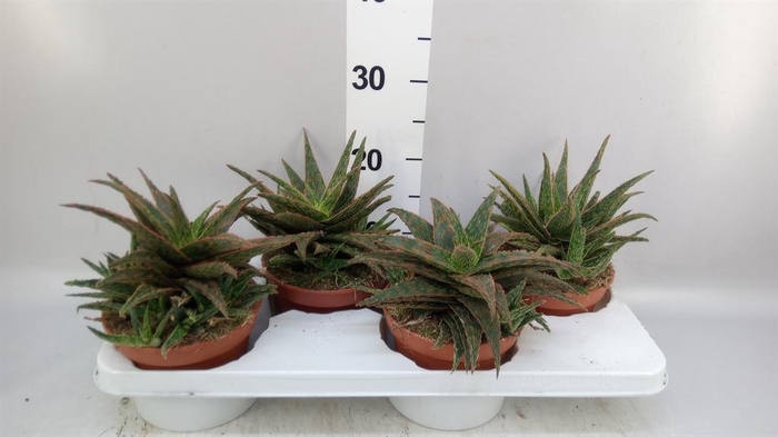 <h4>Aloe   ...</h4>
