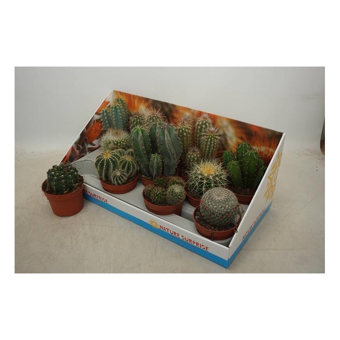 <h4>Cactus mix 10,5Ø 15cm</h4>