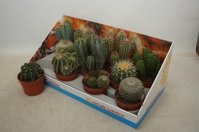 Cactus mix 10,5Ø 15cm