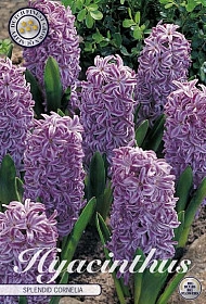 <h4>Bulb Hyacint Splendid Cornelia X5</h4>