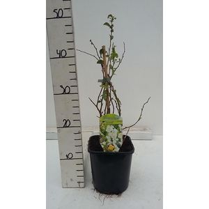 Chaenomeles x superba 'Jet Trail'