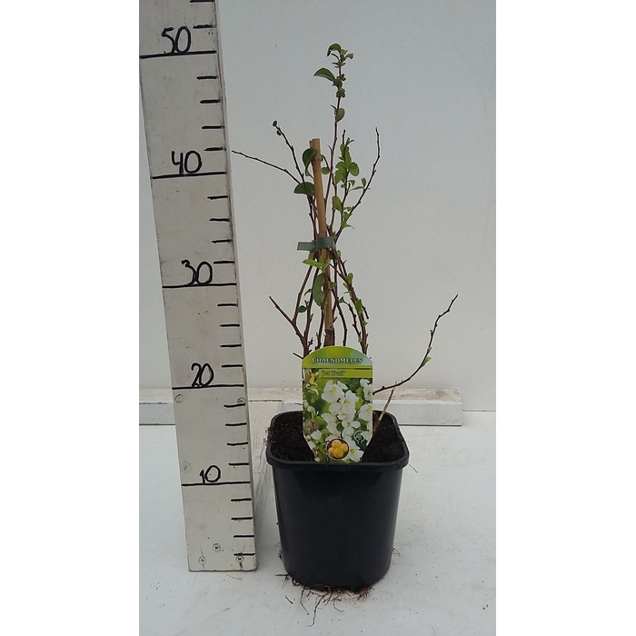 <h4>Chaenomeles x superba 'Jet Trail'</h4>