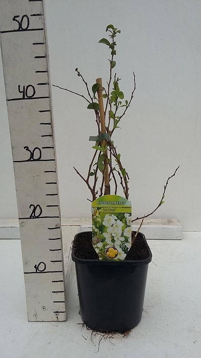 Chaenomeles x superba 'Jet Trail'