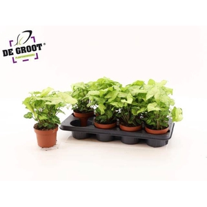 Syngonium White Butterfly 12Ø 25cm