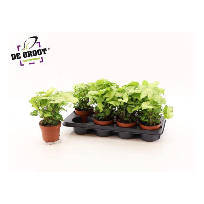 <h4>Syngonium White Butterfly 12Ø 25cm</h4>