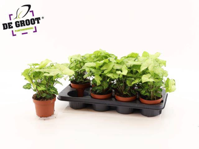 Syngonium White Butterfly 12Ø 25cm