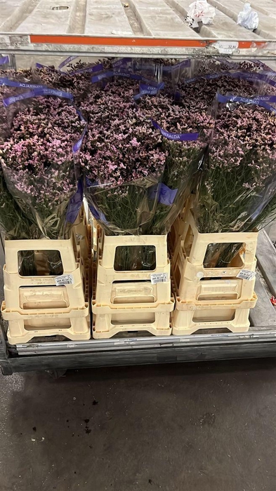 <h4>Lim Sin Pink Activa Parfumed</h4>