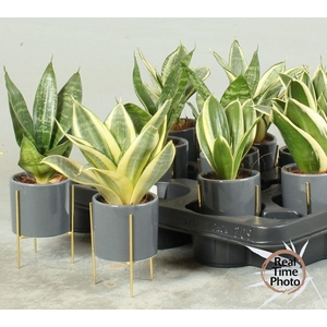 SANSEV TRIFASCIA  OV