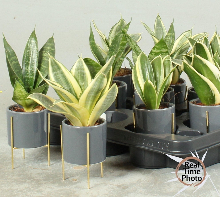 <h4>SANSEV TRIFASCIA OV</h4>