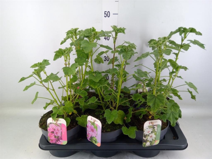 <h4>Lavatera ...</h4>