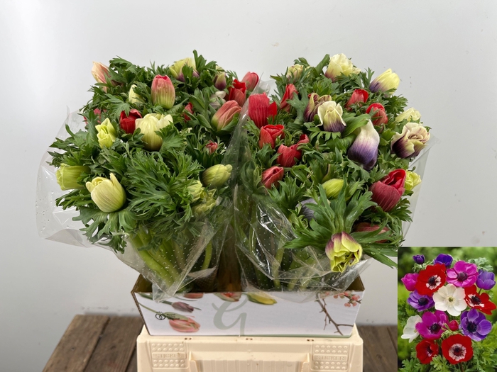 <h4>ANEM CO MAR GEM</h4>