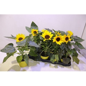 Heli Sunray Yellow
