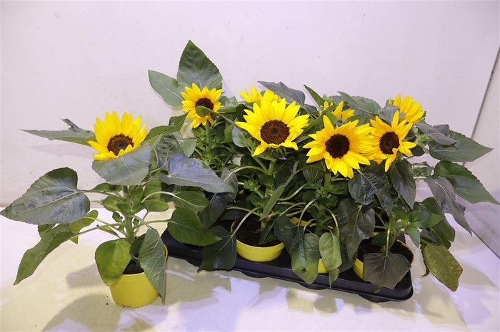 <h4>Heli Sunray Yellow</h4>