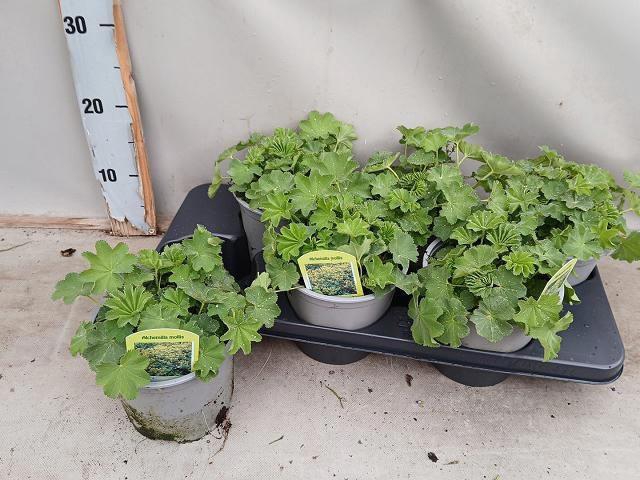 <h4>ALCH MOLLIS</h4>