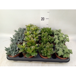 Crassula   ...mix