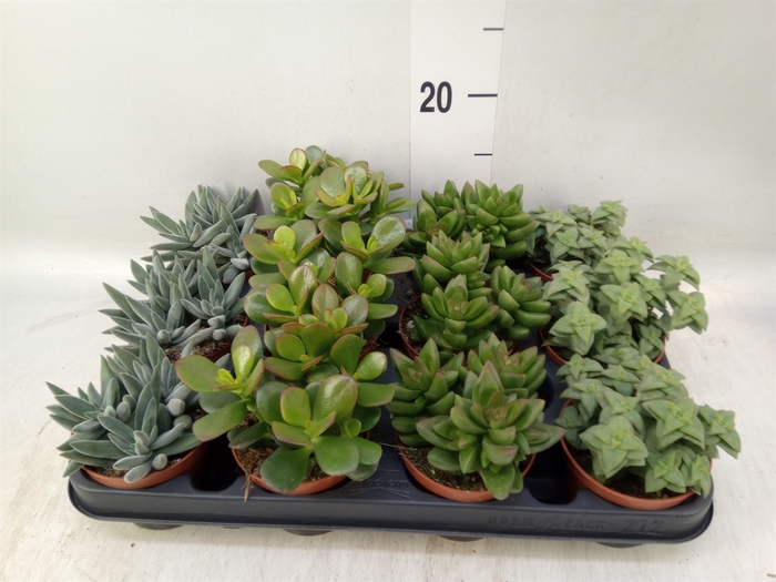 <h4>Crassula   ...mix</h4>