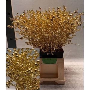 ILEX VE GOUD