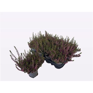 Callu Wibos Rot