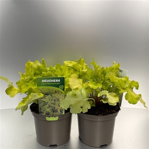 Heuchera 'Lime Marmalade'®