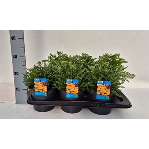 Achillea millef.