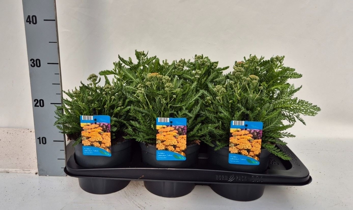 <h4>Achillea millef.</h4>