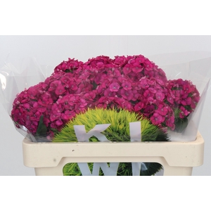 Dianthus Br Kiwi Fuchsia