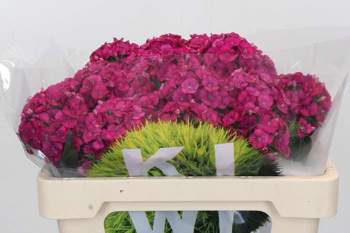 <h4>Dianthus Br Kiwi Fuchsia</h4>
