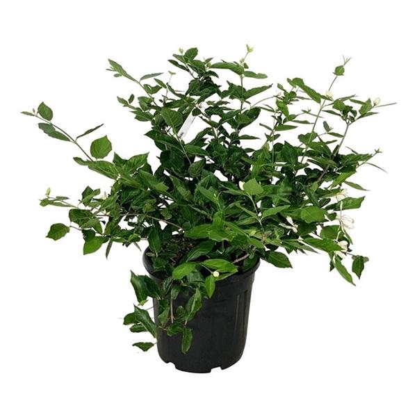 <h4>Calycanthus 'Venus'</h4>