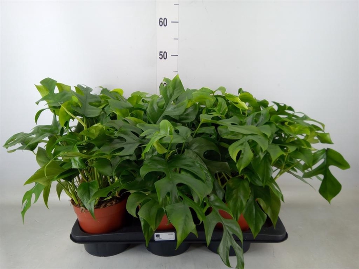 <h4>Monstera   ...</h4>