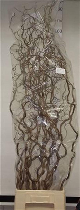 <h4>Corylus Av Contorta 160cm X15</h4>