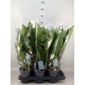 Aglaonema  'B.J. Freedman'