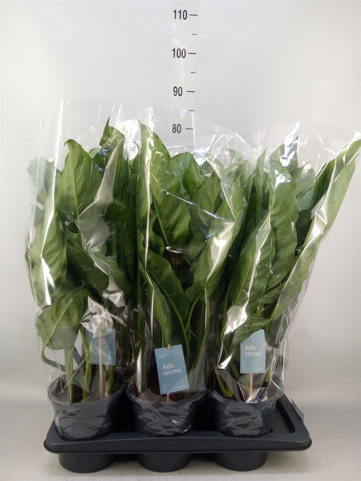 <h4>Aglaonema  'B.J. Freedman'</h4>