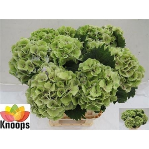 Hydr M Ch Lollypop Groen Cl