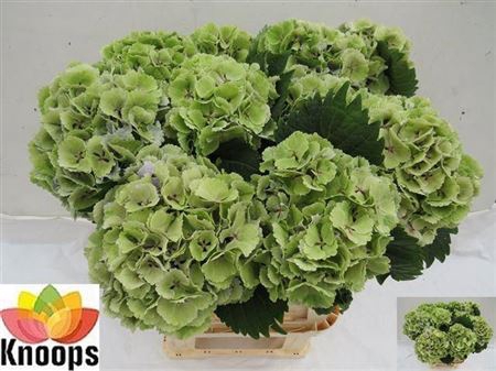 <h4>Hydr M Ch Lollypop Groen Cl</h4>