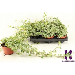 Hedera helix 'White Wonder'