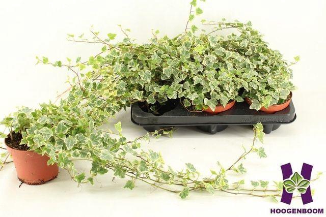<h4>Hedera helix 'White Wonder'</h4>