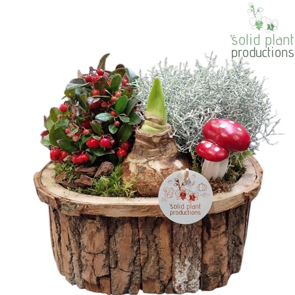 <h4>BOLA001 Amaryllis Bark O Large Brown</h4>