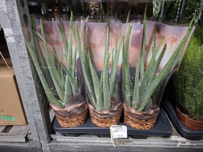 <h4>Aloe vera</h4>