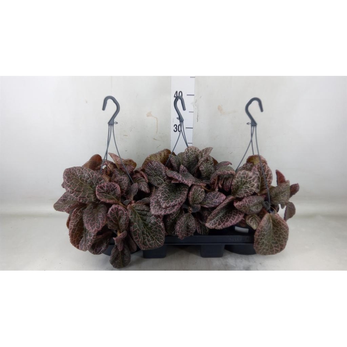 <h4>Episcia ...</h4>