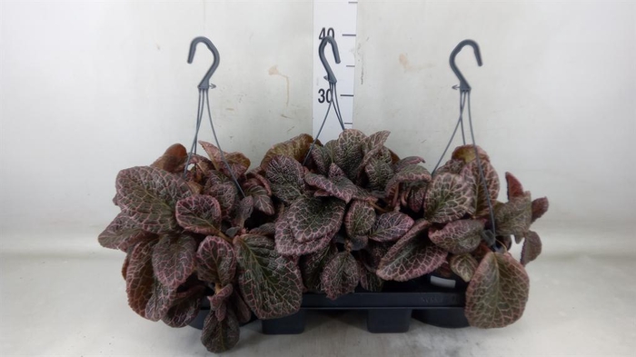 <h4>Episcia   ...</h4>