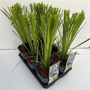 Cortaderia mix in tray